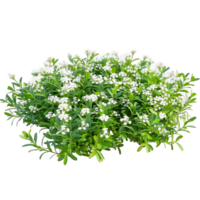 Iberis Sempervirens on Clear Background Cutout png