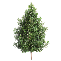 Tasmannia Purpurascens with Transparent Background png