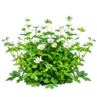 Anemone Canadensis Bush Isolated on Transparent Background png