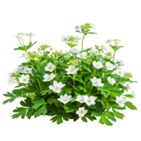 Anemone Canadensis with Transparent Background png