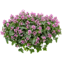 Lamium Maculatum Bush on Clear Background png