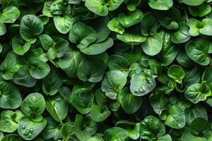Horizontal background with lush microgreens. Eco vegan healthy lifestyle bio banner. Generated by artificial intelligence photo