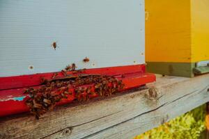 Close up photo of bees hovering around the hive carrying pollen