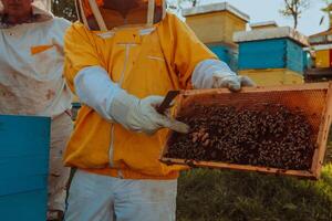 Beekeepers checking honey on the beehive frame in the field. Small business owners on apiary. Natural healthy food produceris working with bees and beehives on the apiary. photo