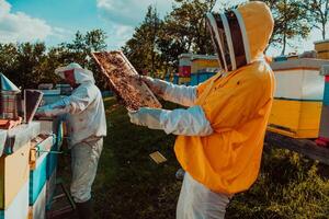 Beekeepers checking honey on the beehive frame in the field. Small business owners on apiary. Natural healthy food produceris working with bees and beehives on the apiary. photo