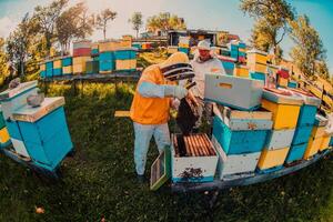 Beekeepers checking honey on the beehive frame in the field. Small business owners on apiary. Natural healthy food produceris working with bees and beehives on the apiary. photo