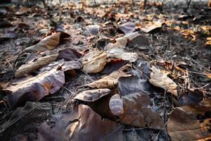 Shallow depth of field shot of Brown dry leaves piling on the ground leaves in the middle of the forest have fallen and are dry. a pile of dry leaves. dry leaves fall from the trees,soft focus. photo
