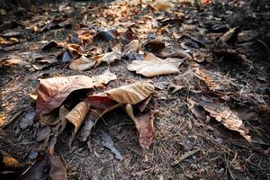 Shallow depth of field shot of Brown dry leaves piling on the ground leaves in the middle of the forest have fallen and are dry. a pile of dry leaves. dry leaves fall from the trees,soft focus. photo