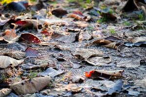 Shallow depth of field shot of Brown dry leaves piling on the ground leaves in the middle of the forest have fallen and are dry. a pile of dry leaves. dry leaves fall from the trees,soft focus. photo