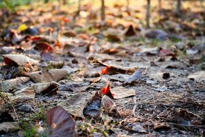 Shallow depth of field shot of Brown dry leaves piling on the ground leaves in the middle of the forest have fallen and are dry. a pile of dry leaves. dry leaves fall from the trees,soft focus. photo