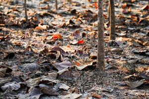 Shallow depth of field shot of Brown dry leaves piling on the ground leaves in the middle of the forest have fallen and are dry. a pile of dry leaves. dry leaves fall from the trees,soft focus. photo
