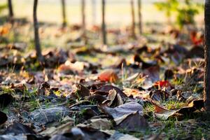 Shallow depth of field shot of Brown dry leaves piling on the ground leaves in the middle of the forest have fallen and are dry. a pile of dry leaves. dry leaves fall from the trees,soft focus. photo