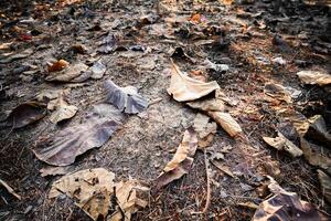 Shallow depth of field shot of Brown dry leaves piling on the ground leaves in the middle of the forest have fallen and are dry. a pile of dry leaves. dry leaves fall from the trees,soft focus. photo