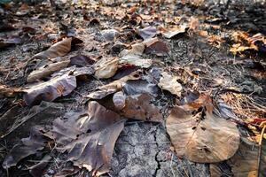 Shallow depth of field shot of Brown dry leaves piling on the ground leaves in the middle of the forest have fallen and are dry. a pile of dry leaves. dry leaves fall from the trees,soft focus. photo