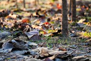 Shallow depth of field shot of Brown dry leaves piling on the ground leaves in the middle of the forest have fallen and are dry. a pile of dry leaves. dry leaves fall from the trees,soft focus. photo
