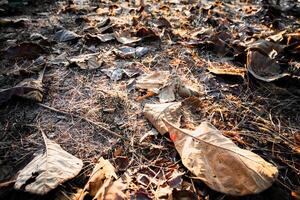 Shallow depth of field shot of Brown dry leaves piling on the ground leaves in the middle of the forest have fallen and are dry. a pile of dry leaves. dry leaves fall from the trees,soft focus. photo