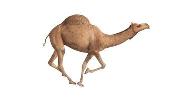 3d render camel walking on white background photo