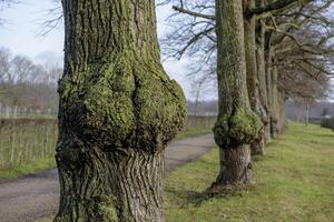 Burl on old oak tree with moss photo