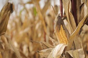 Corn ears and stalks in the field in late October after harvest. photo