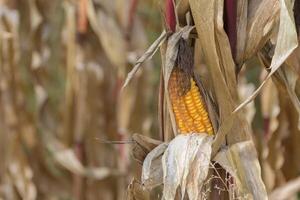 Corn stalks and ears in the field in late October after harvest. copy space photo