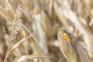 Harvesting corn stalks and ears in the field in late October. Close up photo