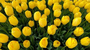 Flowers background. Close up of yellow tulips in full bloom, dense floral display in spring garden, vibrant natural tulip bouquet for horticulture and botanical themes, design and print. photo
