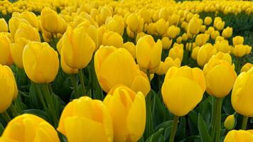 Flowers background. Close up of yellow tulips in full bloom, dense floral display in spring garden, vibrant natural tulip bouquet for horticulture and botanical themes, design and print. photo