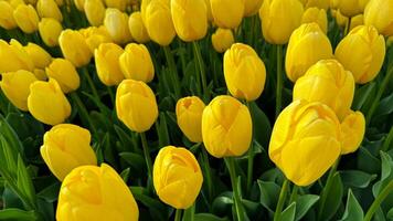 Flowers background. Close up of yellow tulips in full bloom, dense floral display in spring garden, vibrant natural tulip bouquet for horticulture and botanical themes, design and print. photo