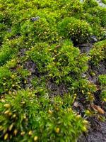 Moss covered tree bark close up with vibrant green textures. Nature background. Natures detail, forest floor life and woodland ecosystem concept for design and print. photo