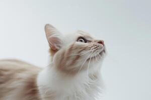Curious Ragdoll Cat Looking Upward photo