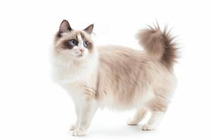 Fluffy Ragdoll Cat With Blue Eyes photo