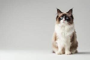 Fluffy Ragdoll Cat With Blue Eyes photo