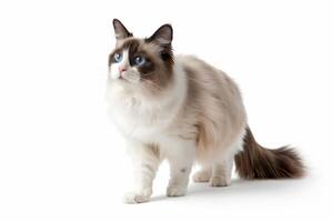 Cute Ragdoll Cat With Blue Eyes photo