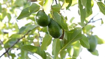 Avocados hanging at branch of a avocado tree a sunny day video