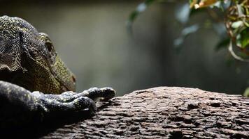 Varanus salvadorii walking in close up in a tree, crocodile monitor lizard video