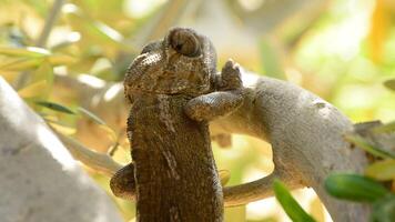 Common Chameleon or Mediterranean Chameleon walking slowly in a tree video