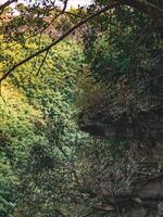 Aerial view of Tree Stones Wall Along a River in a Lush Forest Landscape. photo