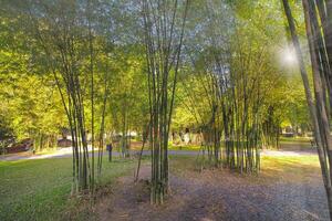 Autumn Park Path Amidst Bamboo Trees and Roads at camping in Saraburi, Thailand. photo