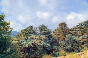 Fresh Cedars Forest in the Mountains of Lebanon photo