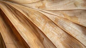 Detailed Close-Up of Dried Palm Leaf Surface Showing Natural Textures for Nature Backgrounds and Design Elements photo