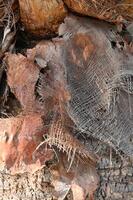 a pile of dead leaves and twigs on a tree photo