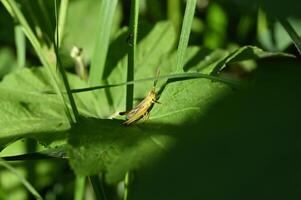 a grasshopper on a leaf in the sun photo