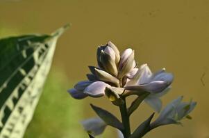 a close up of a flower with leaves in the background photo