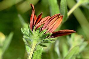 a red flower with brown petals is growing in the grass photo