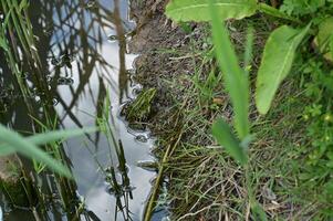 a frog is sitting on the edge of a pond photo