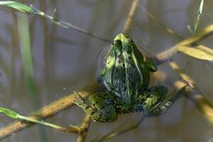 a green frog sitting on a branch in the water photo