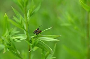 a small insect is sitting on top of a green plant photo