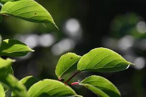 a close up of a green leaf with red stems photo