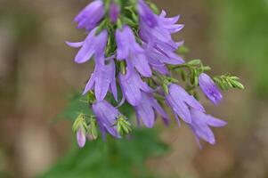 a close up of purple flowers in the wild photo