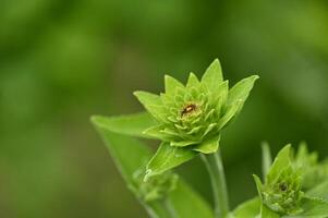 a green flower with a bee on it photo